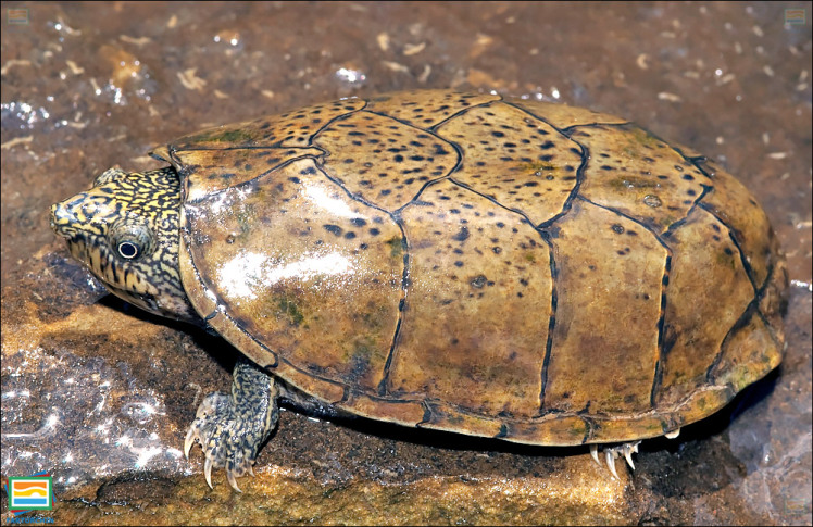 جانوران مهره‌دار - خزندگان: لاک‌پشت مشکین پهن