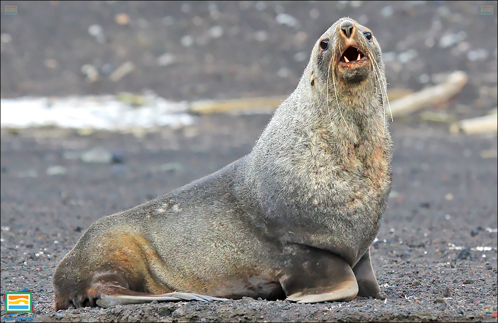 جانوران مهره‌دار - پستانداران: فک خزپوش جنوبگان