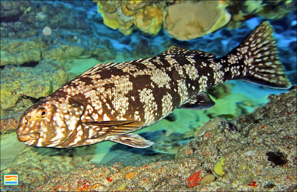 ماهی مورونگ کاکاتو
