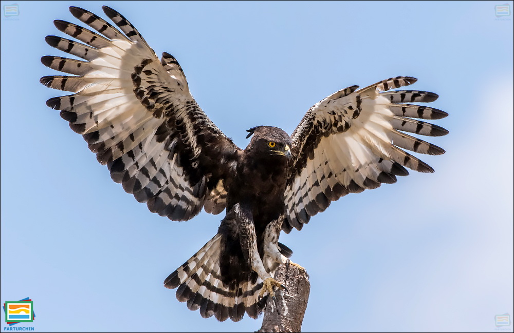 جانوران مهره‌دار - پرندگان: عقاب کاکل‌دراز