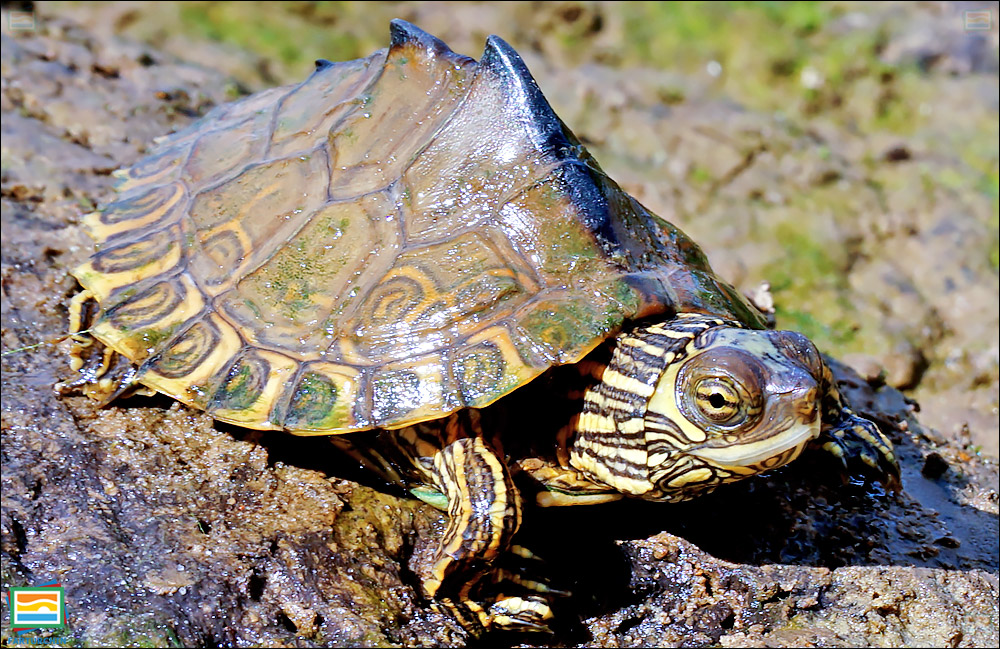جانوران مهره‌دار - خزندگان: لاک‌پشت نقشه‌دار پسکگولا