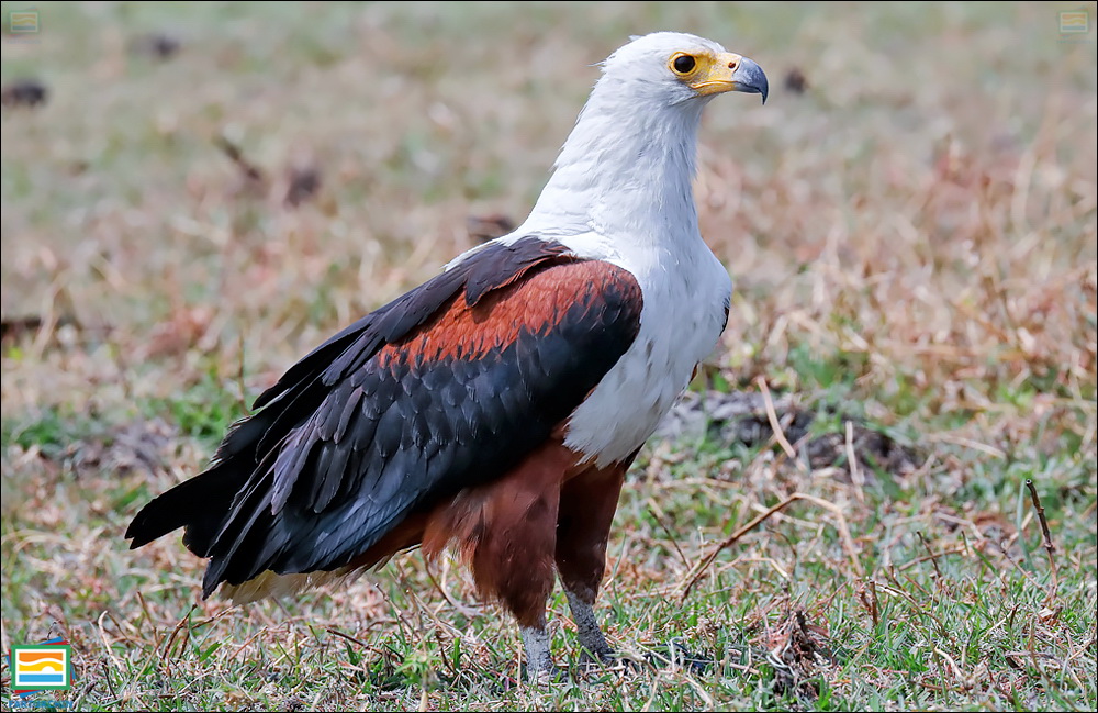 جانوران مهره‌دار - پرندگان: عقاب ماهی‌گیر آفریقایی