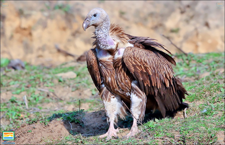 جانوران مهره‌دار - پرندگان: دال هیمالیایی