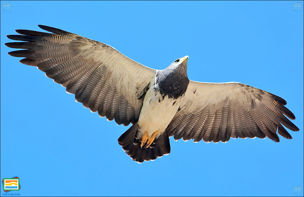 جانوران مهره‌دار - پرندگان: عقاب‌سارگپه‌ی سینه‌سیاه