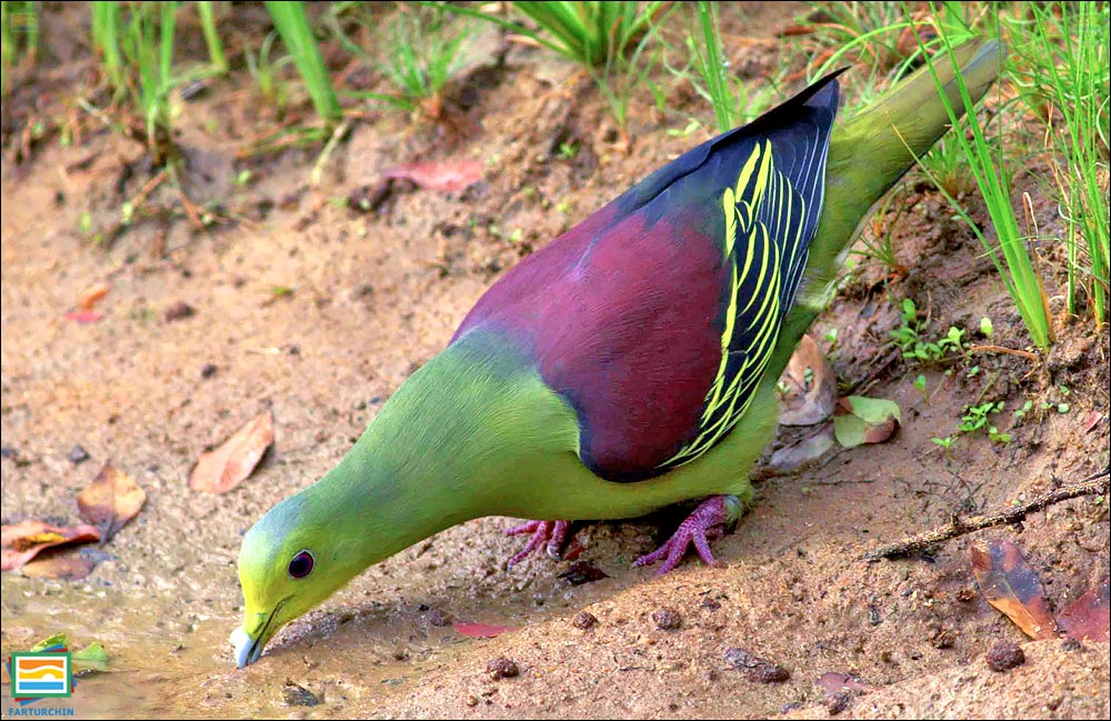 کبوتر سبز سری‌لانکا