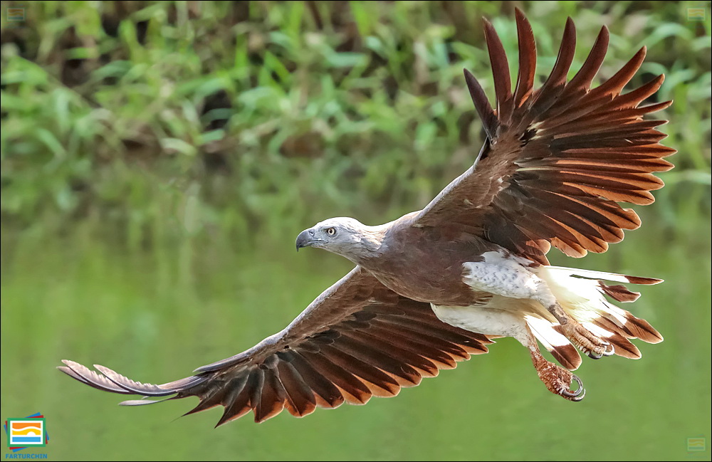 جانوران مهره‌دار - پرندگان: عقاب ماهی‌گیر سرخاکستری