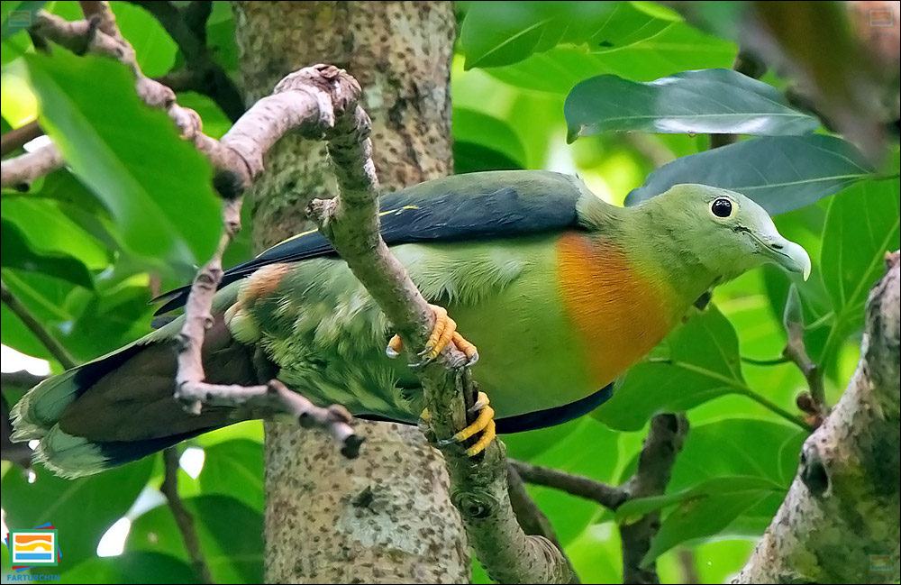 کبوتر سبز بزرگ