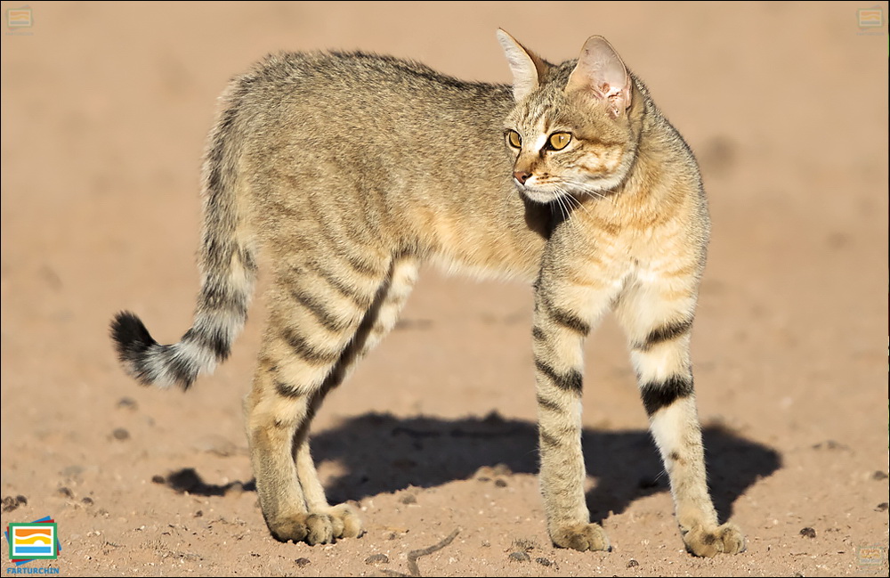 جانوران مهره‌دار - پستانداران: گربه‌ی وحشی آفریقایی