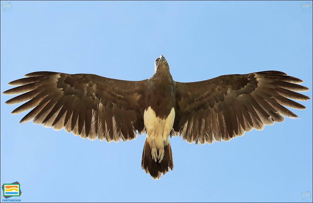 جانوران مهره‌دار - پرندگان: عقاب ماهی‌گیر کوچک