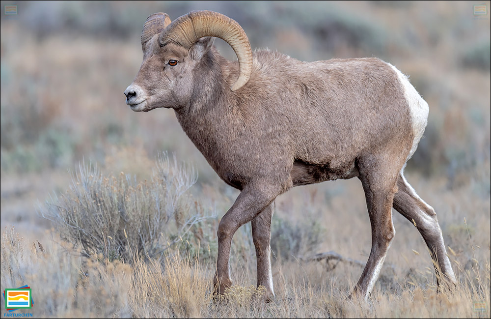 جانوران مهره‌دار - پستانداران: گوسفند بزرگ‌شاخ