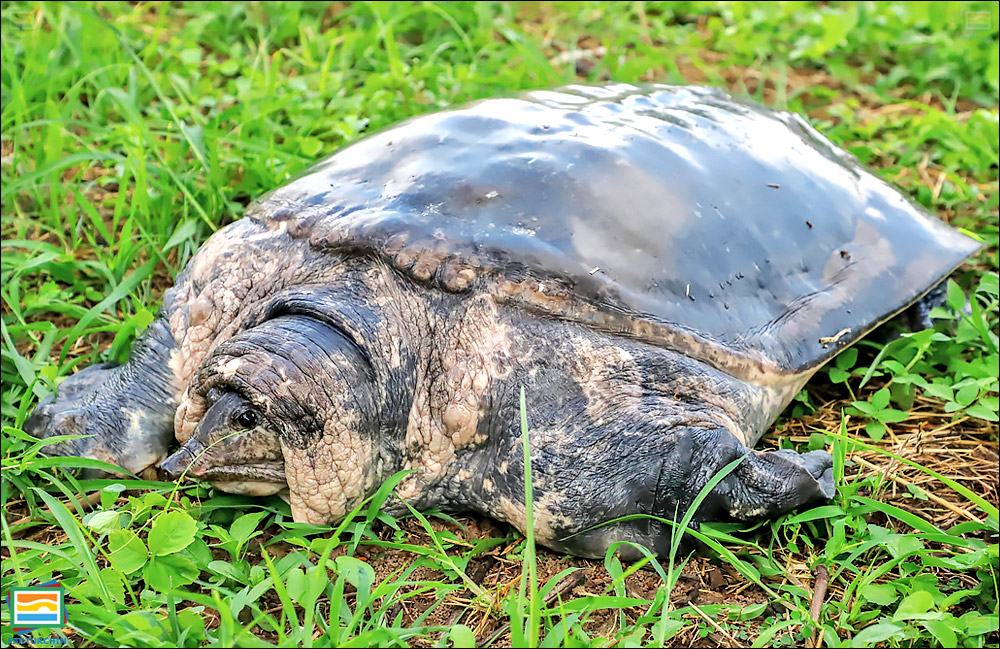 جانوران مهره‌دار - خزندگان: لاک‌پشت نرم‌لاک آسیایی