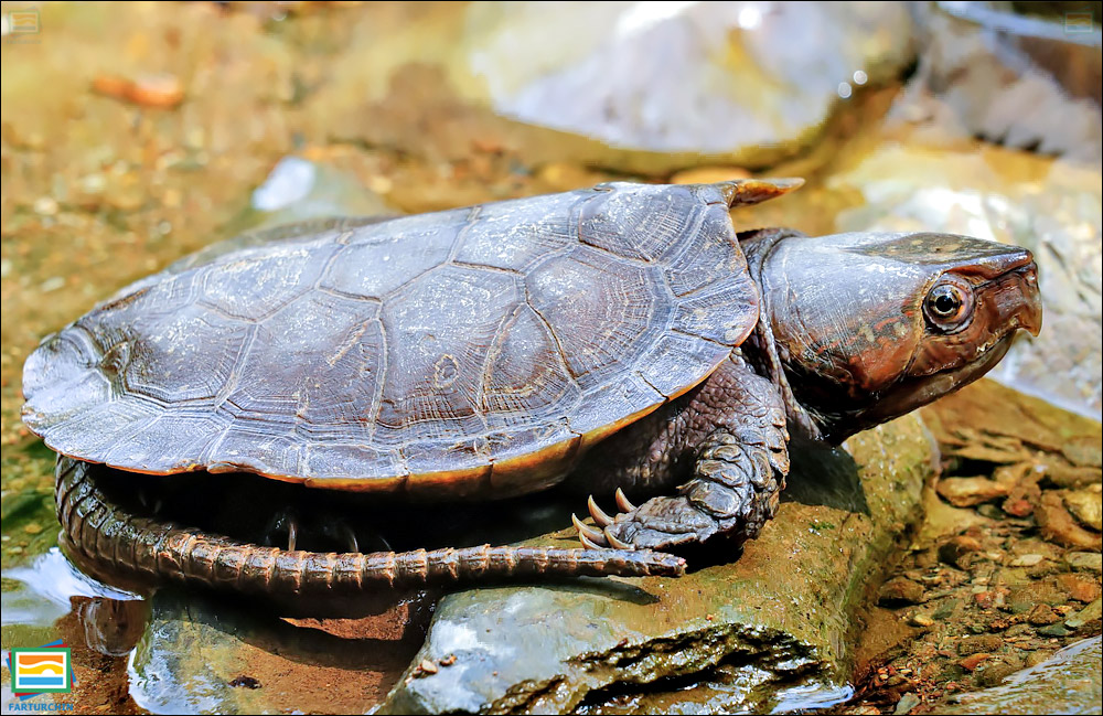 جانوران مهره‌دار - خزندگان: لاک‌پشت سربزرگ