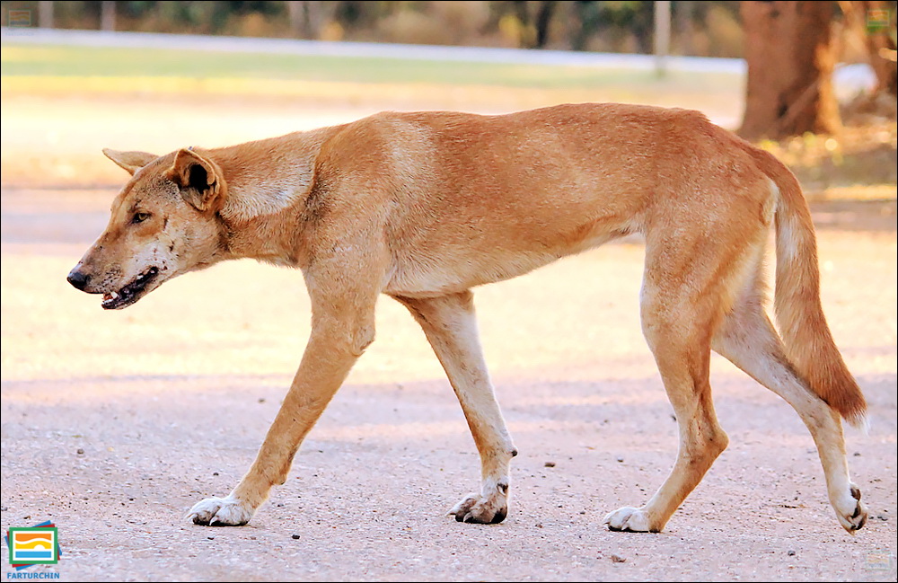 دینگو (سگ وحشی استرالیایی)