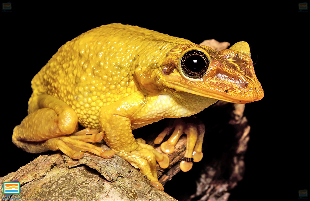 Jordan's casque-headed tree frog