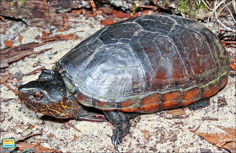 جانوران مهره‌دار - خزندگان: لاک‌پشت گلی شرقی