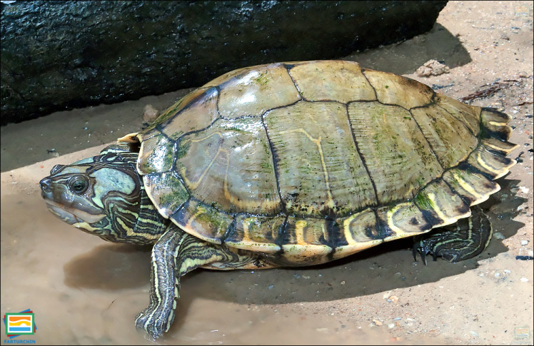 جانوران مهره‌دار - خزندگان: لاک‌پشت نقشه‌دار اسکامبیا