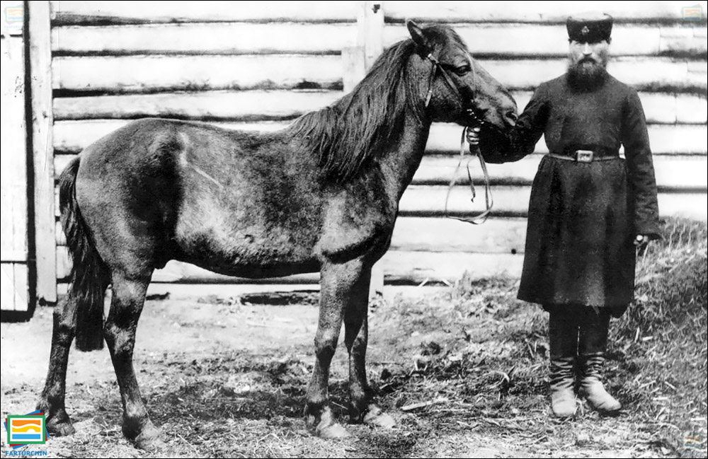 تارپان (اسب وحشی اوراسیایی)