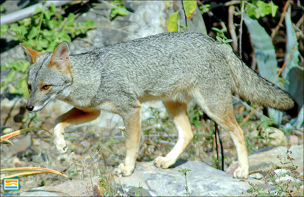 جانوران مهره‌دار - پستانداران: روباه سچورا