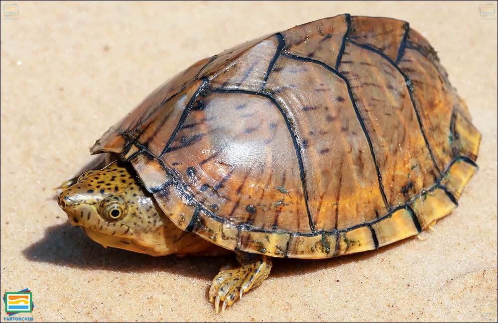 جانوران مهره‌دار - خزندگان: لاک‌پشت مشکین پشت‌تیغی