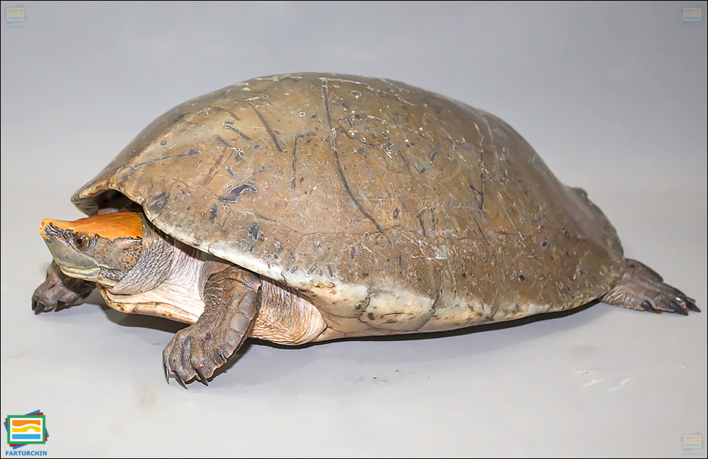 جانوران مهره‌دار - خزندگان: لاک‌پشت رودخانه‌ای آمریکای مرکزی