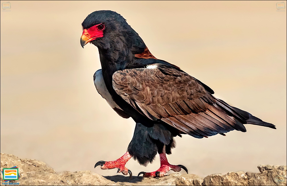 جانوران مهره‌دار - پرندگان: عقاب بندباز