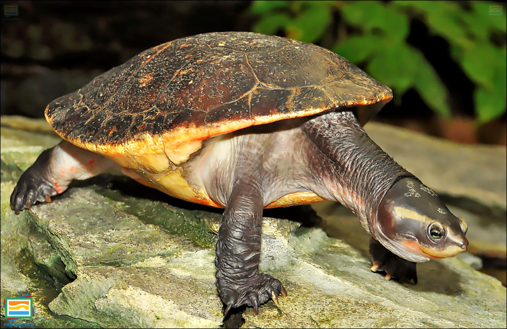 جانوران مهره‌دار - خزندگان: لاک‌پشت گردن‌کوتاه شکم‌سرخ