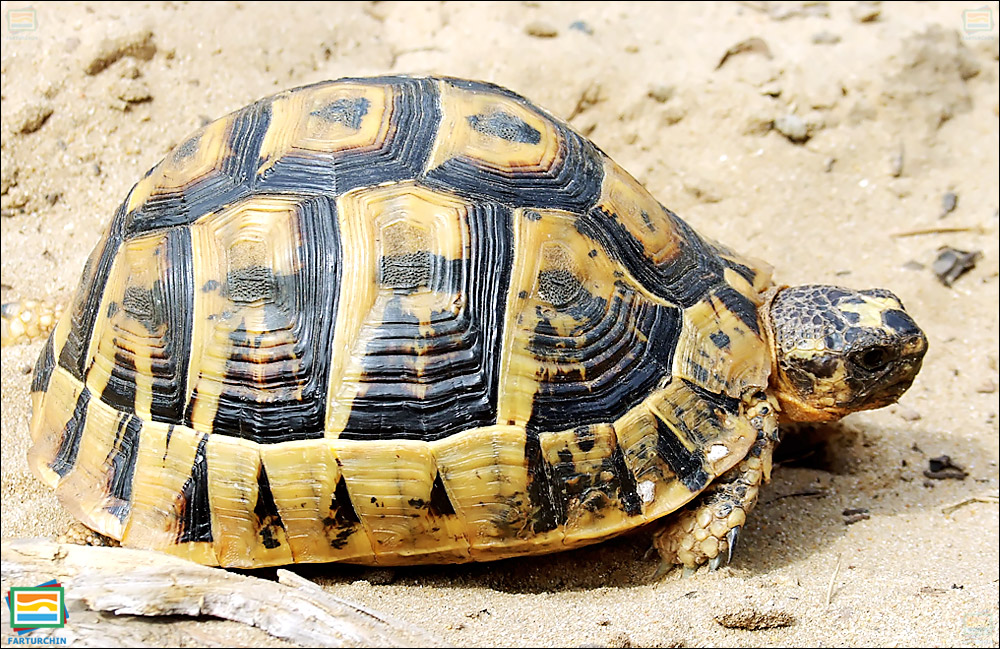 جانوران مهره‌دار - خزندگان: لاک‌پشت یونانی