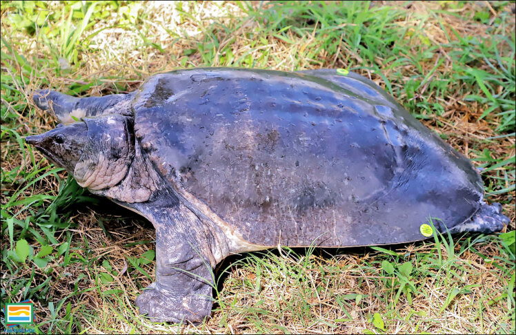 جانوران مهره‌دار - خزندگان: لاک‌پشت نرم‌لاک آسیایی