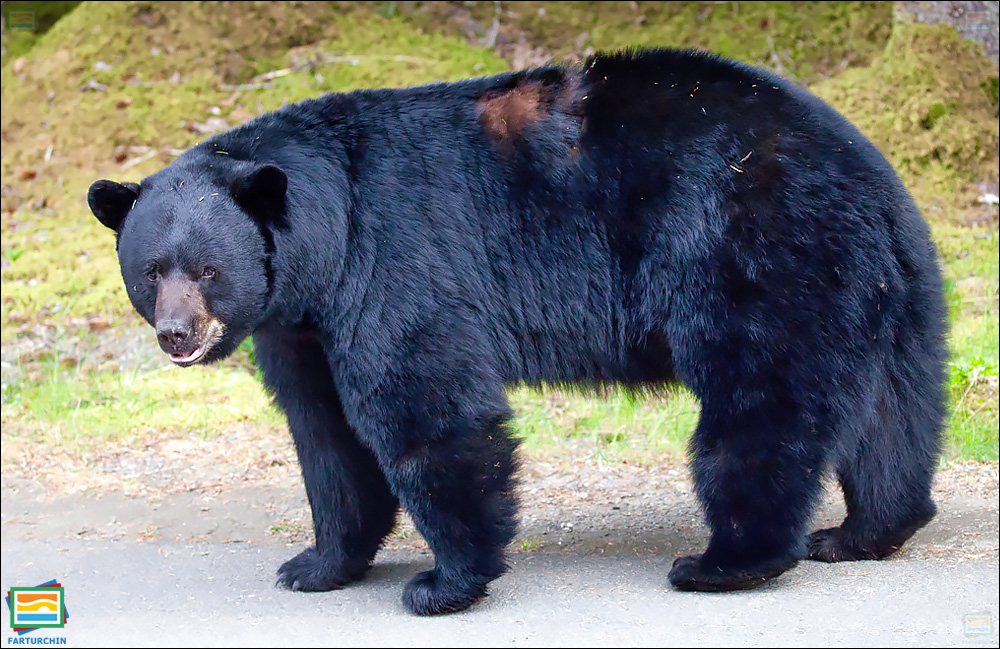 جانوران مهره‌دار - پستانداران: خرس سیاه آمریکایی