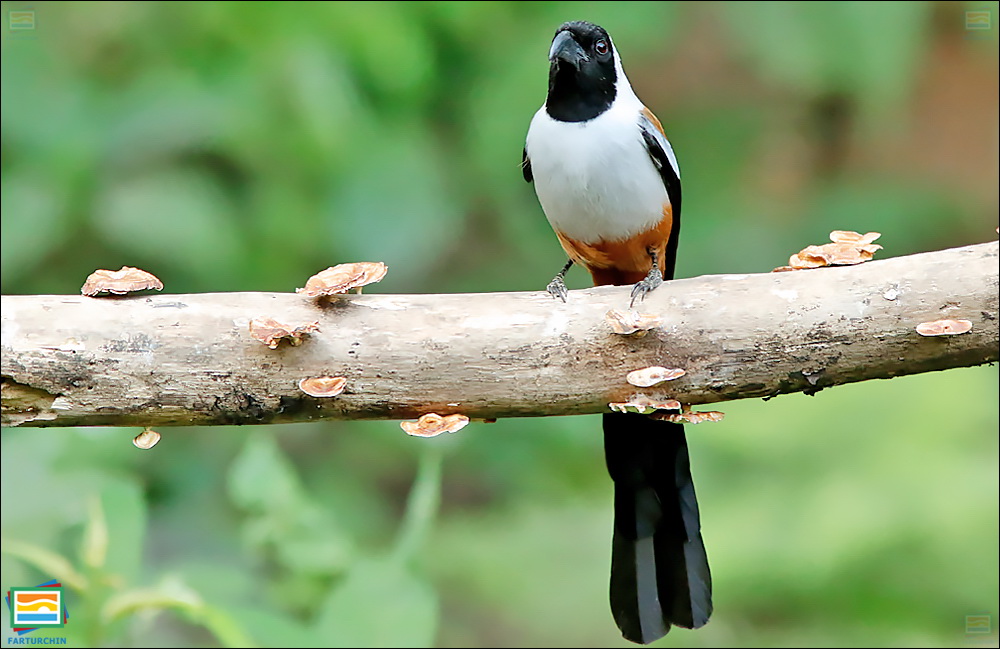 جانوران مهره‌دار - پرندگان: زاغ درختی طوقی