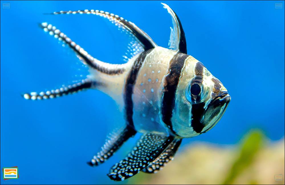جانوران مهره‌دار - ماهیان: ماهی کاردینال بنگای