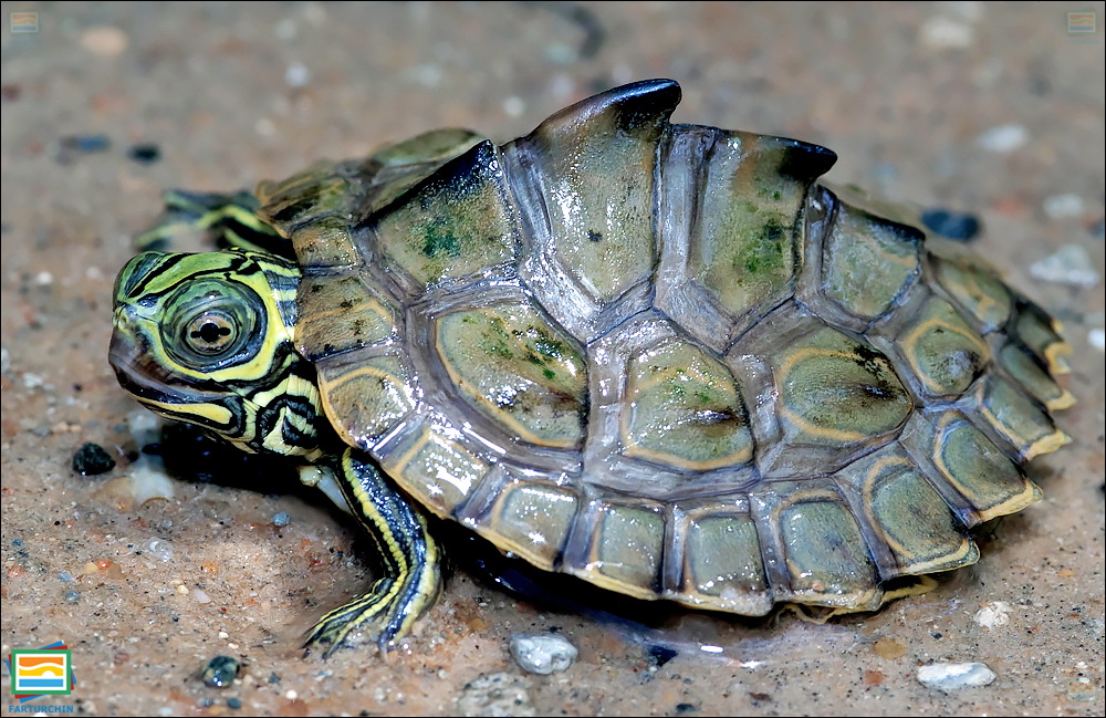 جانوران مهره‌دار - خزندگان: لاک‌پشت نقشه‌دار باربور