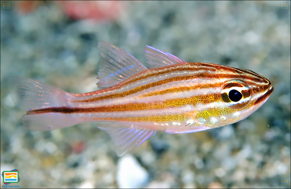 ماهی کاردینال نوارمسی