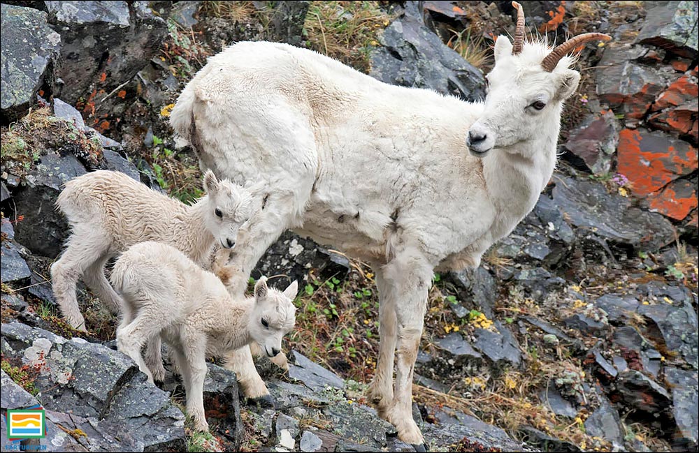 جانوران مهره‌دار - پستانداران: گوسفند دال