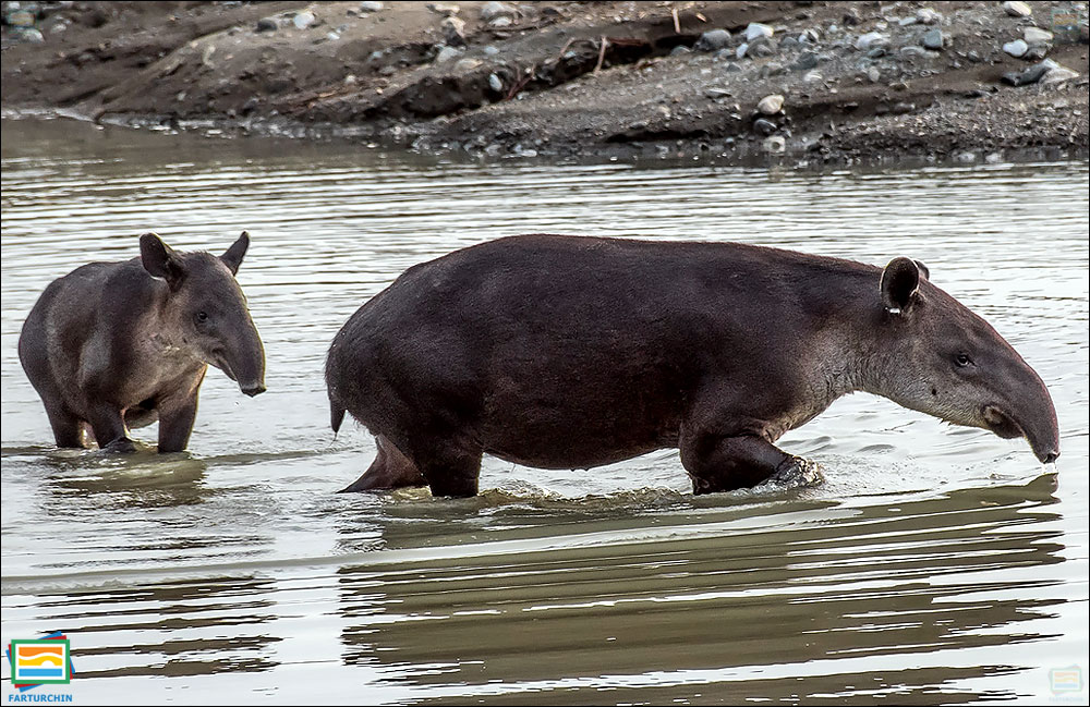 جانوران مهره‌دار - پستانداران: تاپیر کوهی