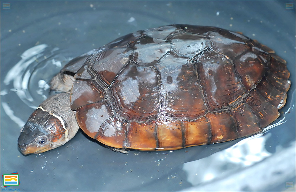لاک‌پشت جنگلی فیلیپینی