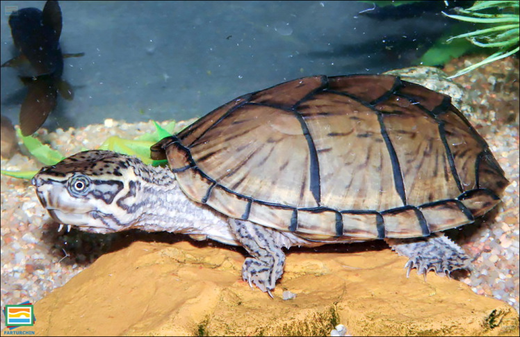 جانوران مهره‌دار - خزندگان: لاک‌پشت مشکین پشت‌تیغی