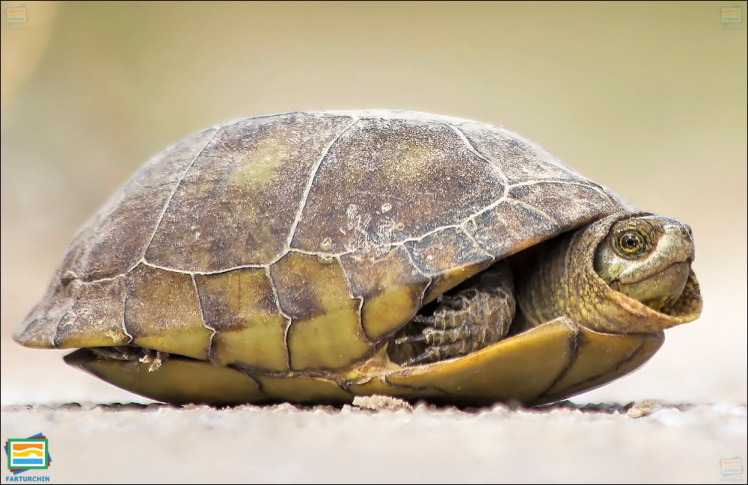 جانوران مهره‌دار - خزندگان: لاک‌پشت جعبه‌ای کواویلایی
