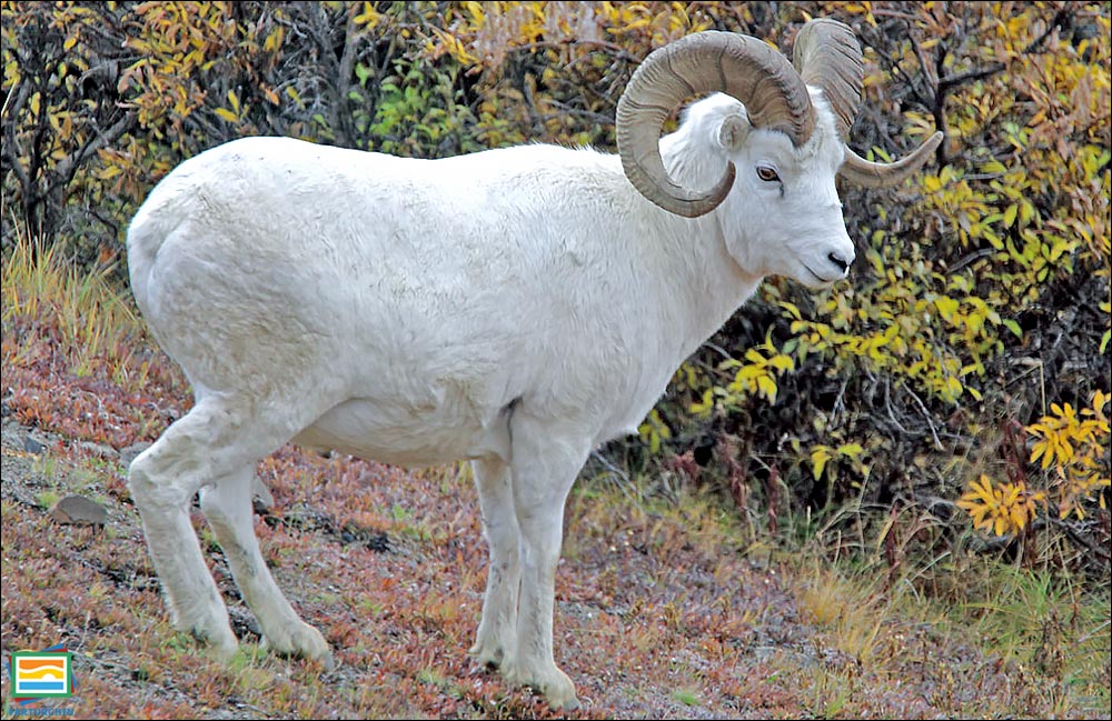 جانوران مهره‌دار - پستانداران: گوسفند دال