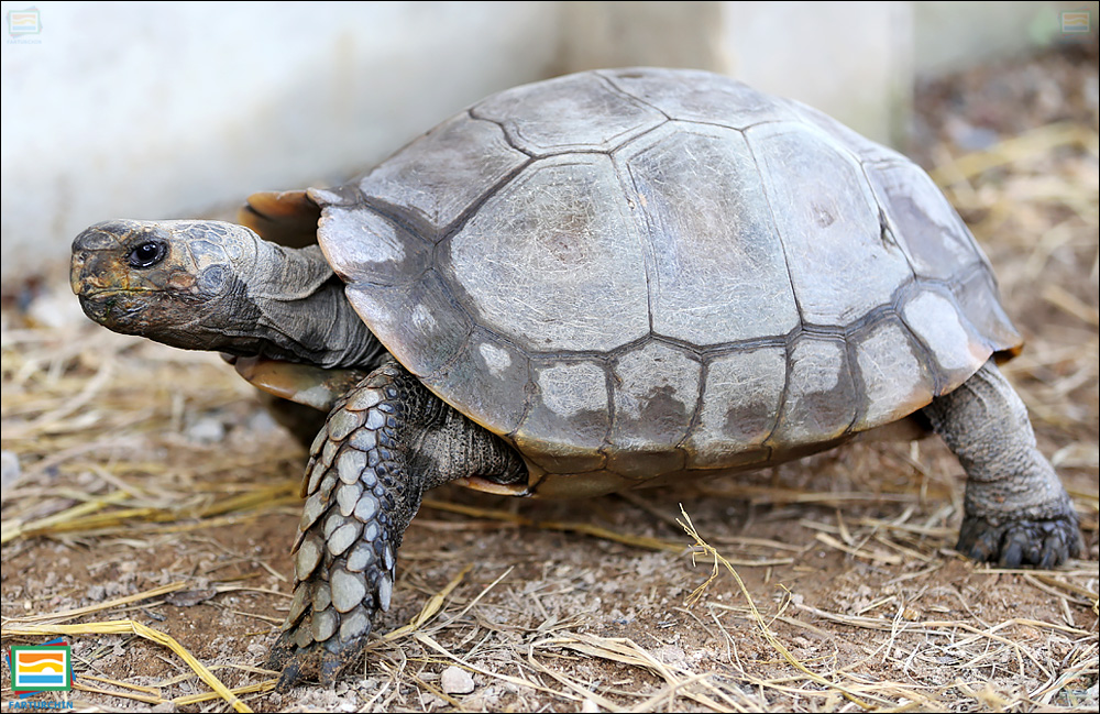 جانوران مهره‌دار - خزندگان: لاک‌پشت جنگلی آسیایی