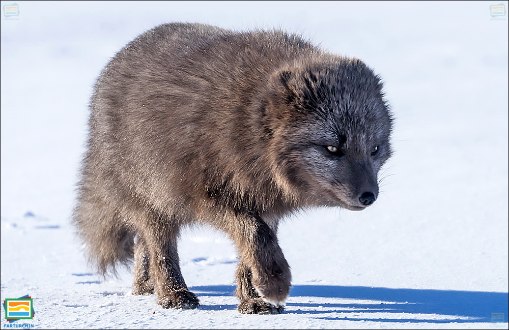 جانوران مهره‌دار - پستانداران: روباه شمالگان
