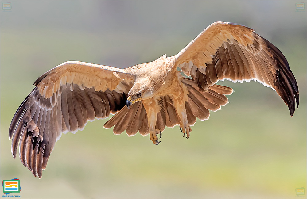 جانوران مهره‌دار - پرندگان: عقاب خاکی
