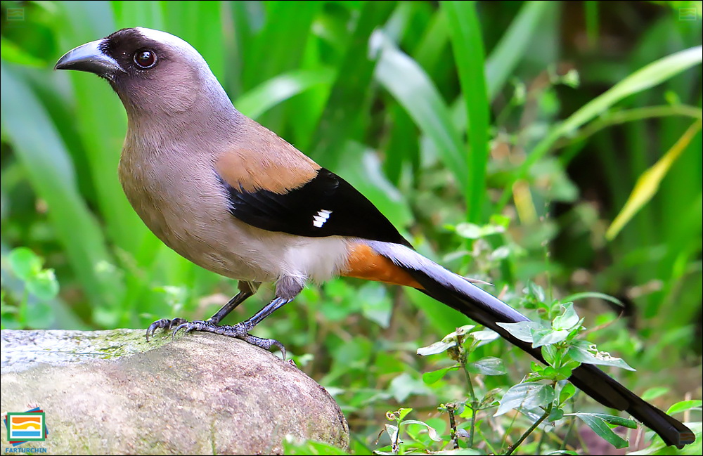 جانوران مهره‌دار - پرندگان: زاغ درختی خاکستری