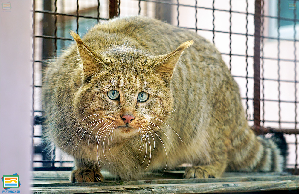 جانوران مهره‌دار - پستانداران: گربه‌ی کوهی چینی