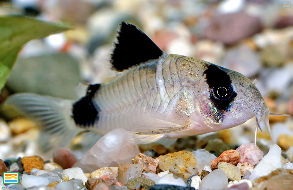 جانوران مهره‌دار - ماهیان: کوریدوراس پاندا