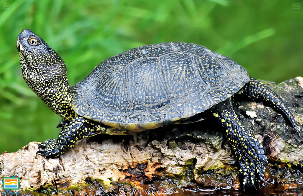 جانوران مهره‌دار - خزندگان: لاک‌پشت برکه‌ای اروپایی