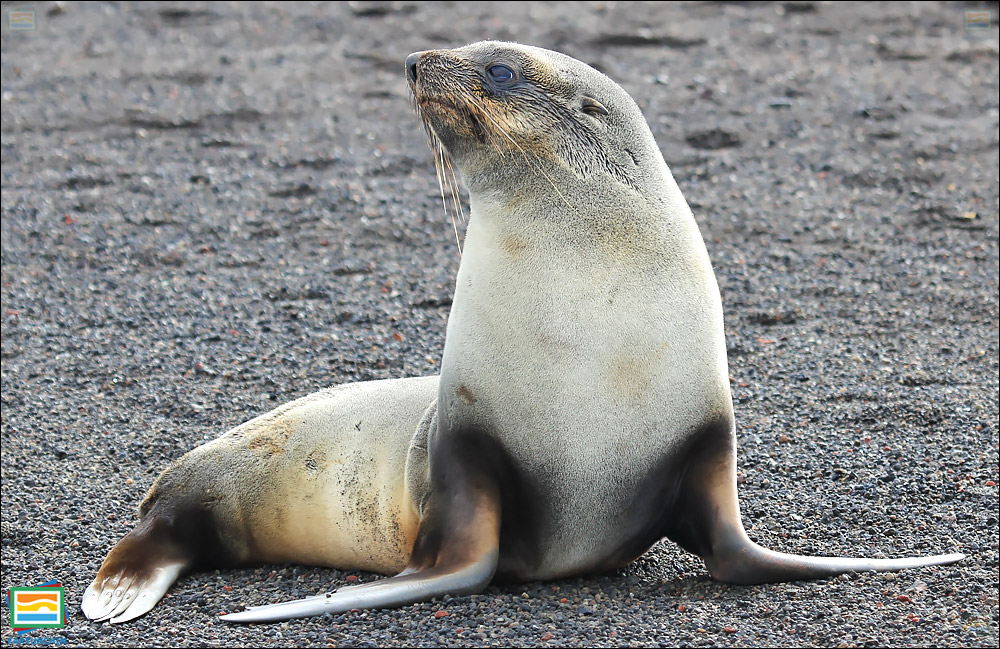 جانوران مهره‌دار - پستانداران: فک خزپوش جنوبگان