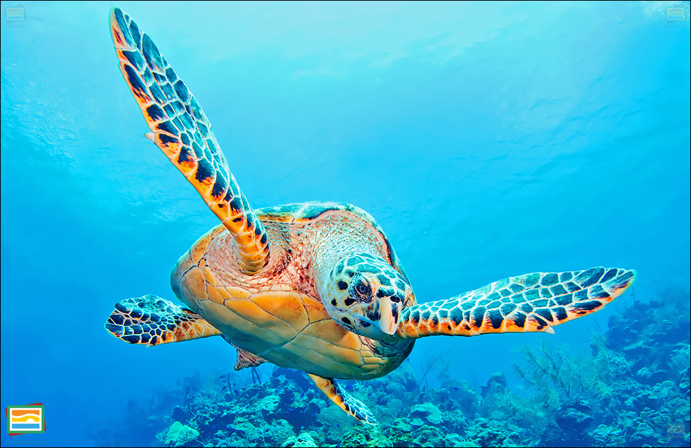 جانوران مهره‌دار - خزندگان: لاک‌پشت دریایی سرگنده