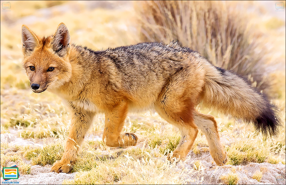 جانوران مهره‌دار - پستانداران: روباه آند