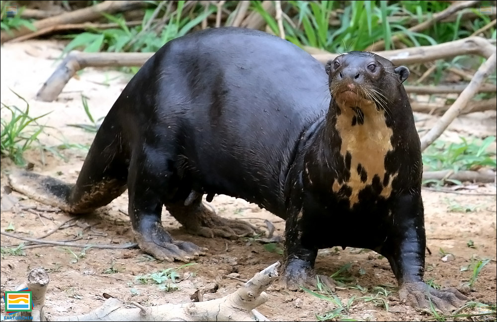 جانوران مهره‌دار - پستانداران: سمور آبی غول‌آسا